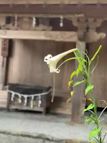 村山浅間神社の自然