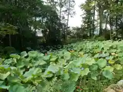 法界寺(日野薬師)の自然