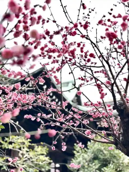 桜神宮(東京都)
