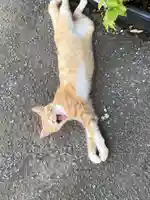 鹿角八坂神社の動物