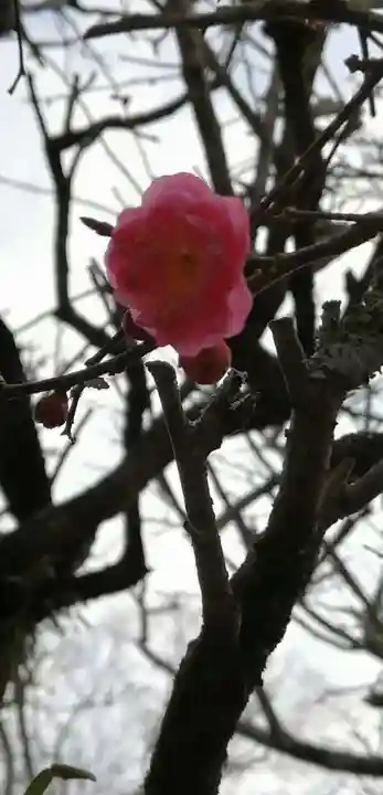 大生郷天満宮の自然