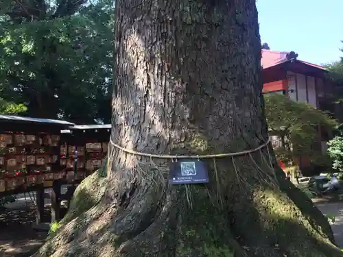 冠稲荷神社の自然