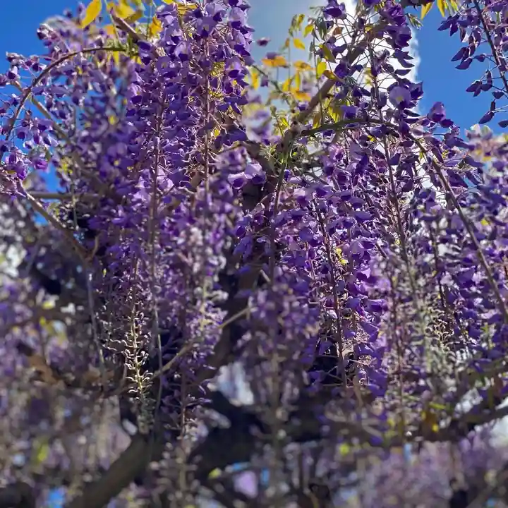 白鷺神社の自然