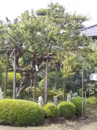 金剛寺の庭園
