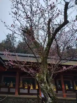 春日大社(奈良県)