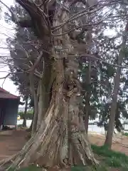 八坂神社(神奈川県)