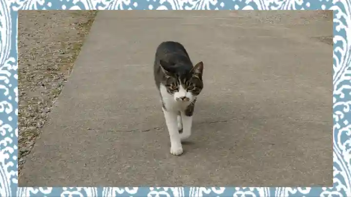 前玉神社(埼玉県)