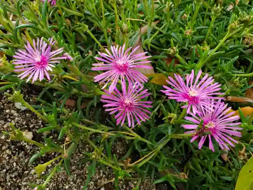 八幡神社の自然