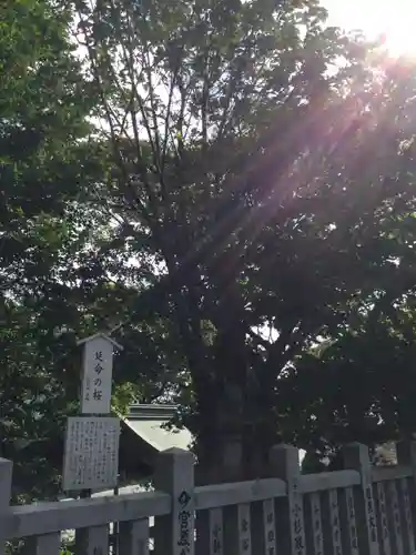 函館八幡宮の自然