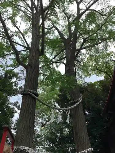 多摩川浅間神社の自然