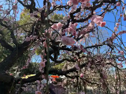 結城神社の{uncategorized: "未分類", other: "その他", undefined: "問題あり", building: "その他建物", grave: "お墓", sacred_gate: "鳥居", guardian: "狛犬", statue: "像", buddha: "仏像", history: "歴史", nature: "自然", garden: "庭園", animal: "動物", pagoda: "塔", temizu: "手水舎", mountain_gate: "山門・神門", sanctuary: "本殿・本堂", subordinate: "末社・摂社", art: "芸術", scenery: "景色", jizo: "地蔵", ema: "絵馬", goshuin: "御朱印", omikuji: "おみくじ", items: "授与品その他", amulet: "お守り", goshuincho: "御朱印帳", eats: "食事", festival: "お祭り", votive_dance: "神楽", shichigosan: "七五三参", wedding: "結婚式", experience: "体験その他", initially: "初詣", around: "周辺", anti_infection: "感染症対策"}