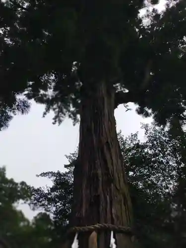 香取神宮の自然