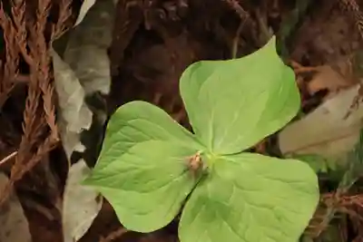 出羽神社の自然