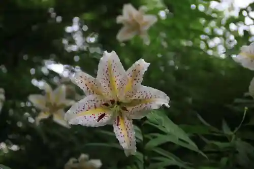 三春大神宮の庭園