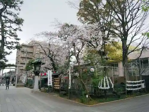 桜神宮の自然