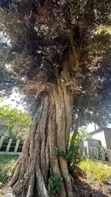 八幡神社(福井県)