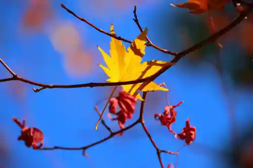 滑川神社 - 仕事と子どもの守り神の自然