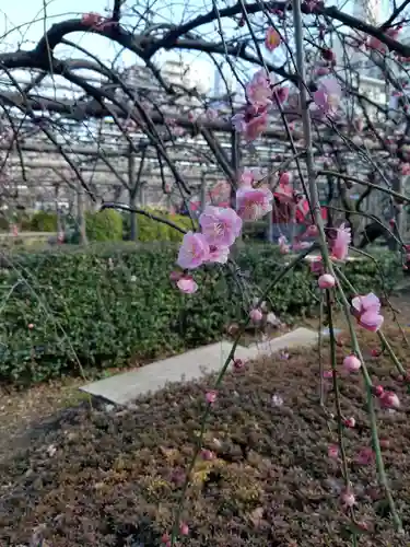 亀戸天神社の自然