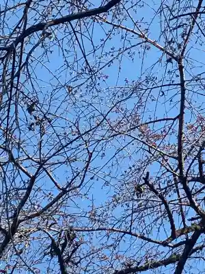 光丸山 法輪寺の{uncategorized: "未分類", other: "その他", undefined: "問題あり", building: "その他建物", grave: "お墓", sacred_gate: "鳥居", guardian: "狛犬", statue: "像", buddha: "仏像", history: "歴史", nature: "自然", garden: "庭園", animal: "動物", pagoda: "塔", temizu: "手水舎", mountain_gate: "山門・神門", sanctuary: "本殿・本堂", subordinate: "末社・摂社", art: "芸術", scenery: "景色", jizo: "地蔵", ema: "絵馬", goshuin: "御朱印", omikuji: "おみくじ", items: "授与品その他", amulet: "お守り", goshuincho: "御朱印帳", eats: "食事", festival: "お祭り", votive_dance: "神楽", shichigosan: "七五三参", wedding: "結婚式", experience: "体験その他", initially: "初詣", around: "周辺", anti_infection: "感染症対策"}