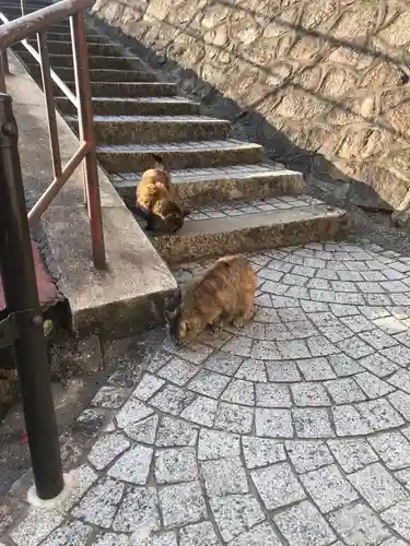 千光寺の動物
