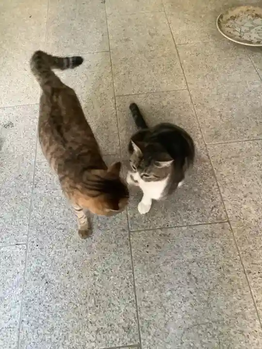 玉野御嶽神社の動物