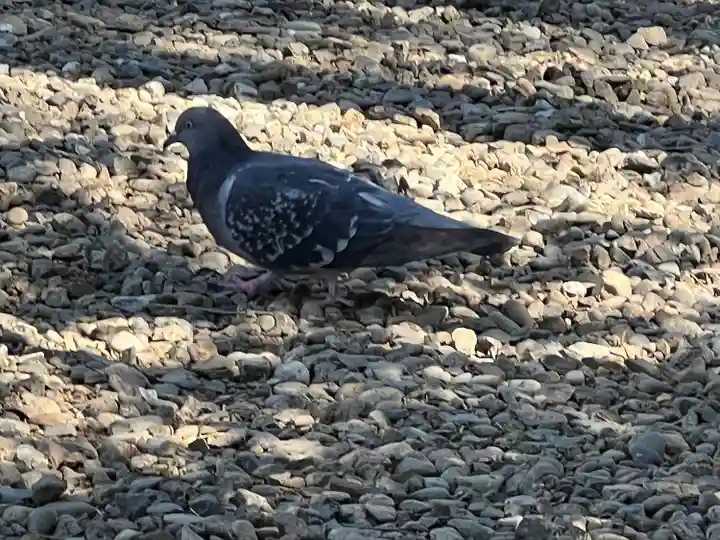 本郷氷川神社(東京都)