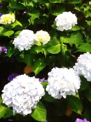 白金氷川神社(東京都)