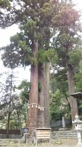 日枝神社の自然