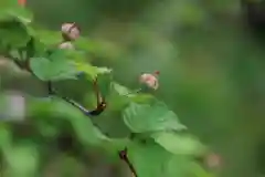 大六天麻王神社の自然