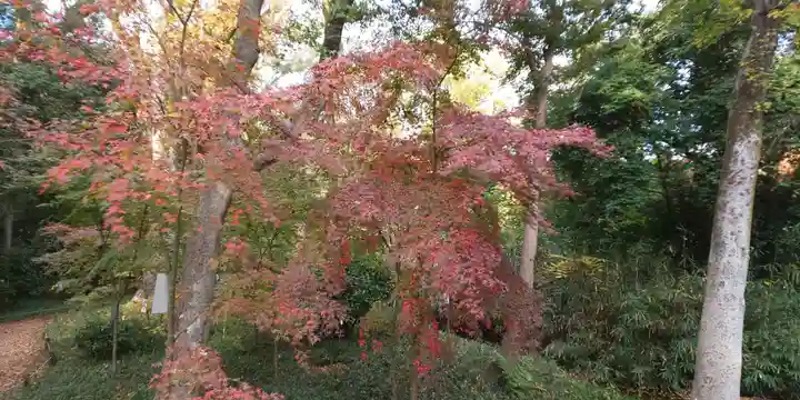 賀茂御祖神社(下鴨神社)の自然
