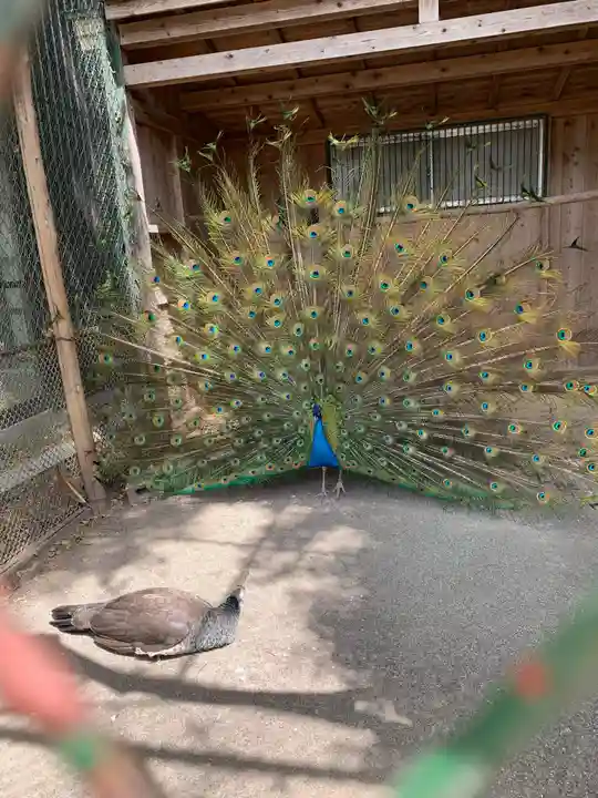 岩槻久伊豆神社の動物