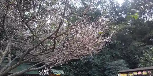 櫻木神社の自然