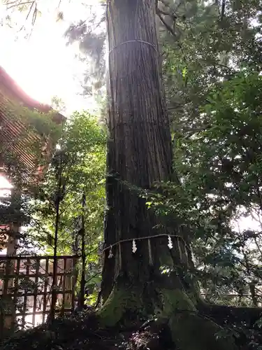 須佐神社の自然