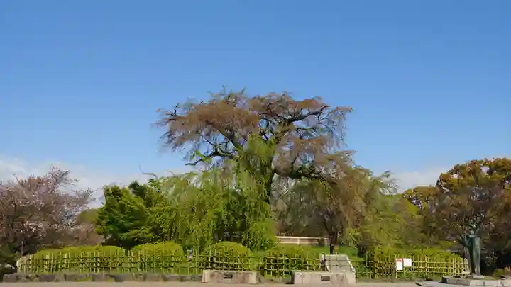 八坂神社(祇園さん)の周辺