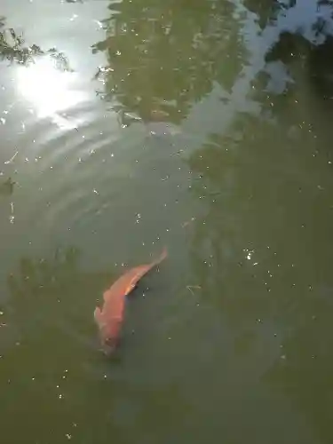 備中国總社の動物