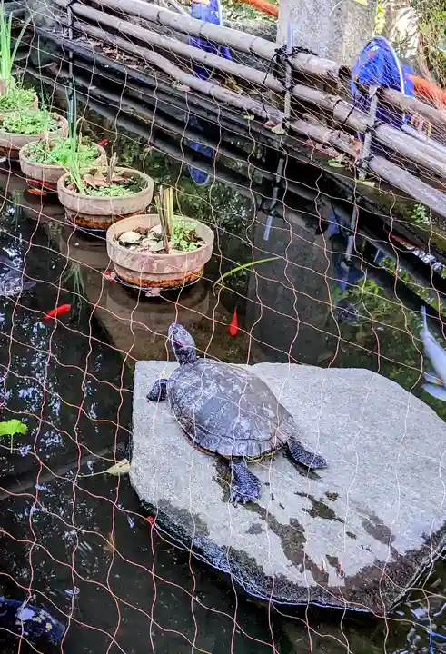 葛原岡神社の動物