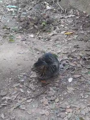 伏見稲荷大社 奥社奉拝所の動物