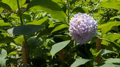 藤森神社(京都府)