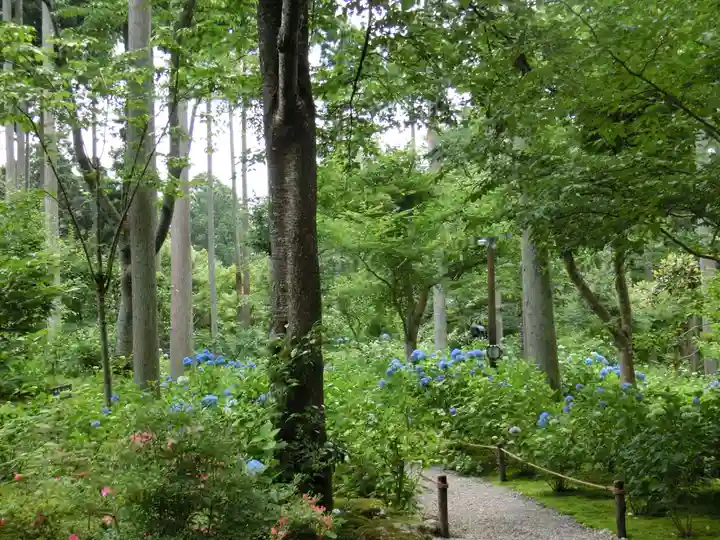 三千院門跡の自然