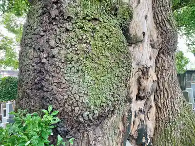 妙雲寺(東京都)