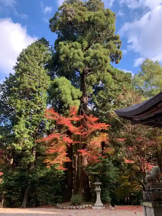 八坂神社・境内社川枯社の自然
