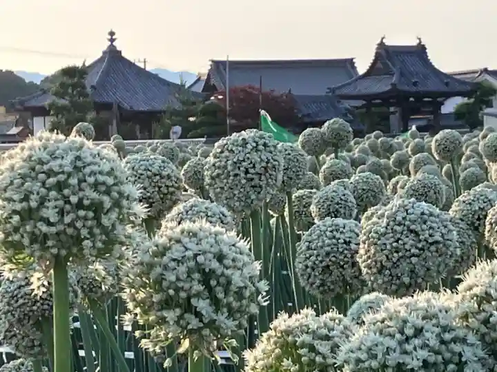 真言宗 善通寺派 薬王寺の自然