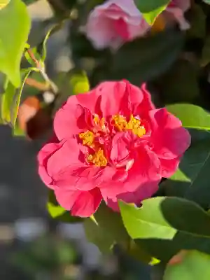 後白河院御聖蹟　法住寺の{uncategorized: "未分類", other: "その他", undefined: "問題あり", building: "その他建物", grave: "お墓", sacred_gate: "鳥居", guardian: "狛犬", statue: "像", buddha: "仏像", history: "歴史", nature: "自然", garden: "庭園", animal: "動物", pagoda: "塔", temizu: "手水舎", mountain_gate: "山門・神門", sanctuary: "本殿・本堂", subordinate: "末社・摂社", art: "芸術", scenery: "景色", jizo: "地蔵", ema: "絵馬", goshuin: "御朱印", omikuji: "おみくじ", items: "授与品その他", amulet: "お守り", goshuincho: "御朱印帳", eats: "食事", festival: "お祭り", votive_dance: "神楽", shichigosan: "七五三参", wedding: "結婚式", experience: "体験その他", initially: "初詣", around: "周辺", anti_infection: "感染症対策"}