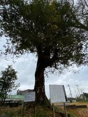 熊野神社の自然