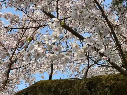 富士山本宮浅間大社の{uncategorized: "未分類", other: "その他", undefined: "問題あり", building: "その他建物", grave: "お墓", sacred_gate: "鳥居", guardian: "狛犬", statue: "像", buddha: "仏像", history: "歴史", nature: "自然", garden: "庭園", animal: "動物", pagoda: "塔", temizu: "手水舎", mountain_gate: "山門・神門", sanctuary: "本殿・本堂", subordinate: "末社・摂社", art: "芸術", scenery: "景色", jizo: "地蔵", ema: "絵馬", goshuin: "御朱印", omikuji: "おみくじ", items: "授与品その他", amulet: "お守り", goshuincho: "御朱印帳", eats: "食事", festival: "お祭り", votive_dance: "神楽", shichigosan: "七五三参", wedding: "結婚式", experience: "体験その他", initially: "初詣", around: "周辺", anti_infection: "感染症対策"}