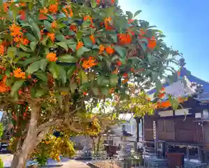 真言宗 善通寺派 薬王寺(香川県)(2023年10月19日(木) 19時58分03秒投稿)