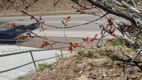 鷹栖神社の自然