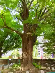 磐井神社の自然