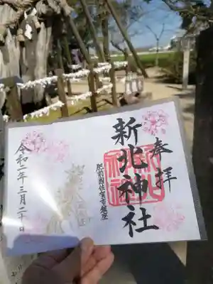 桜と御神木のビャクシンが入っている
限定御朱印。