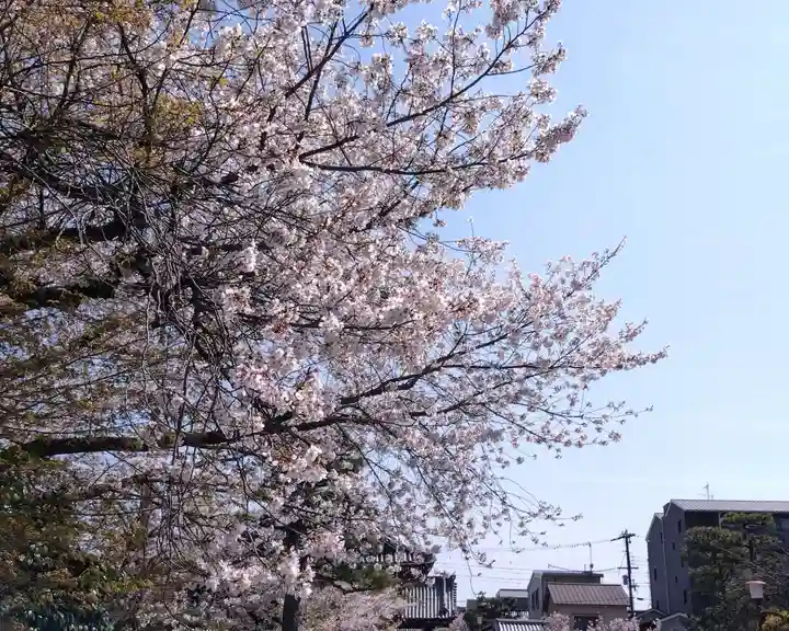 妙蓮寺(京都府)